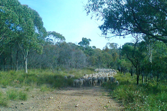 sheep_walking