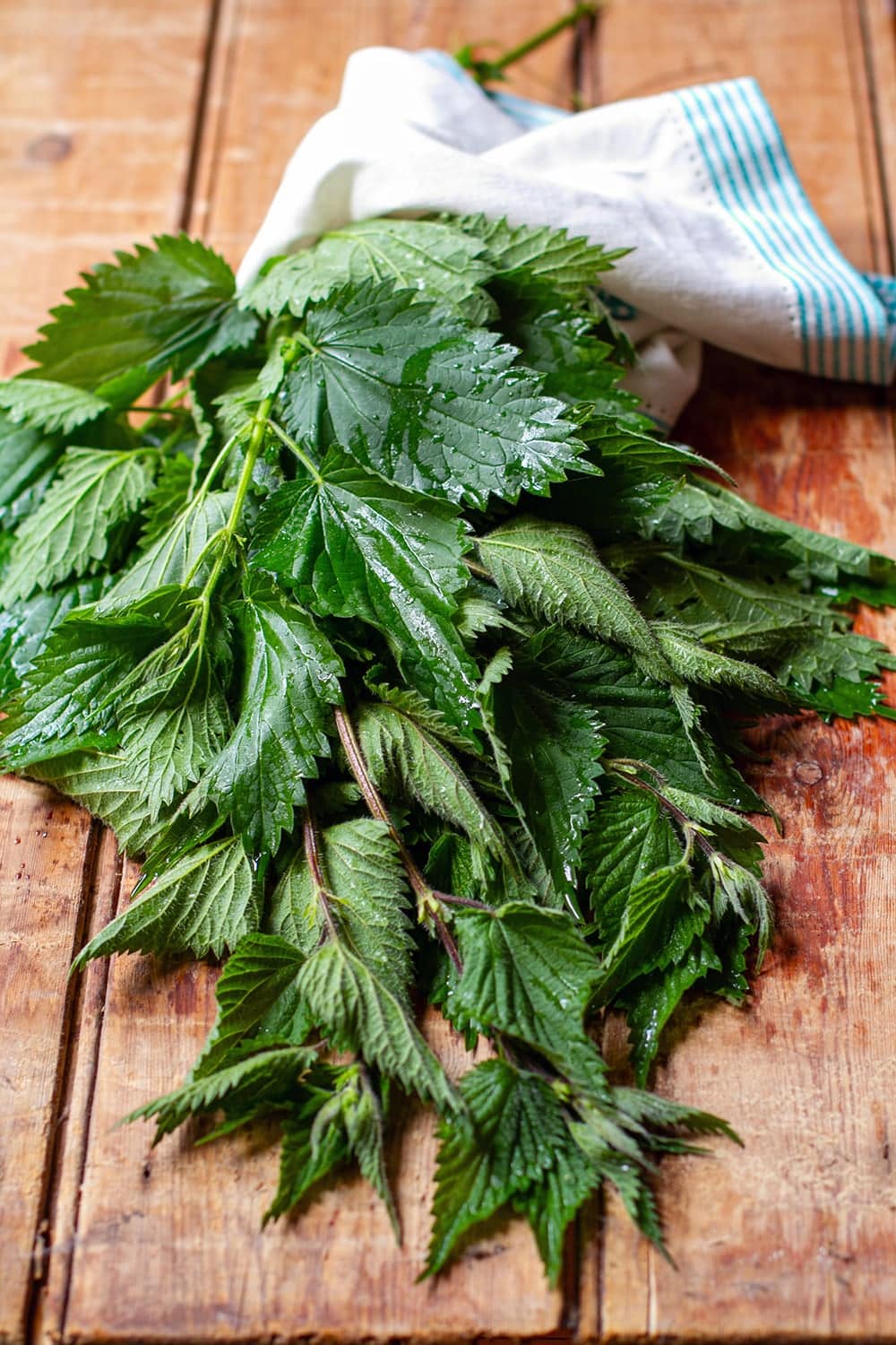 Fresh wild stinging nettle