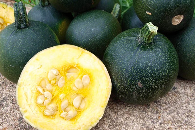 Gem squash