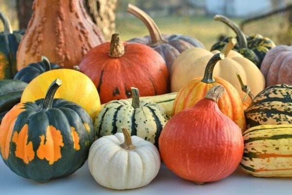 Types of Winter Squash & Pumpkin With Recipes