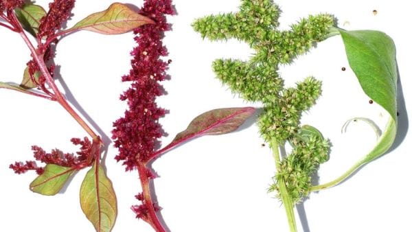 Amaranth paleo?