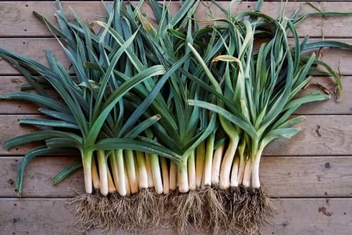 prebiotic foods leeks