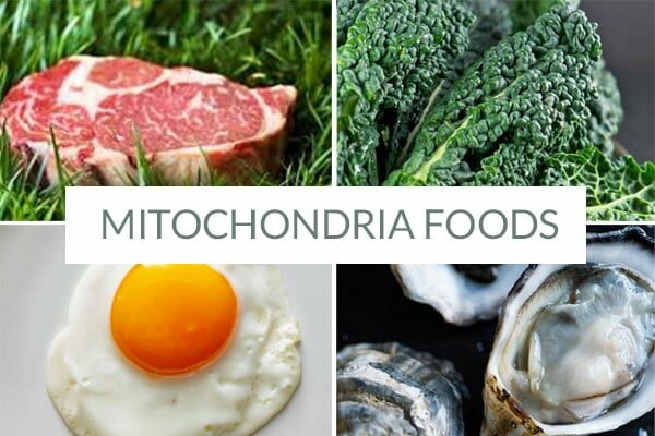 Best foods for mitochondria health