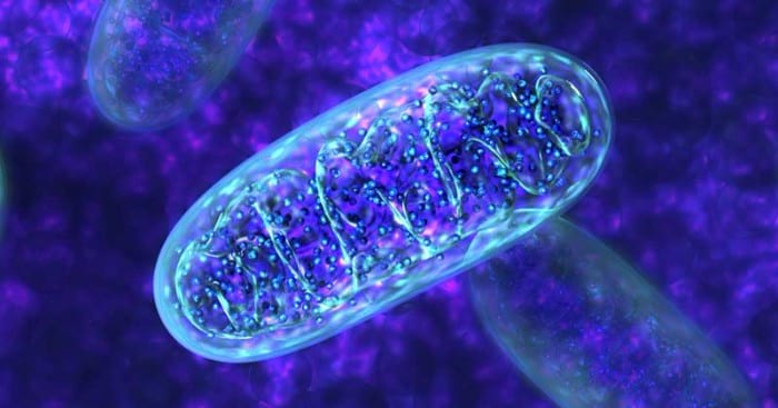 Foods for mitochondria