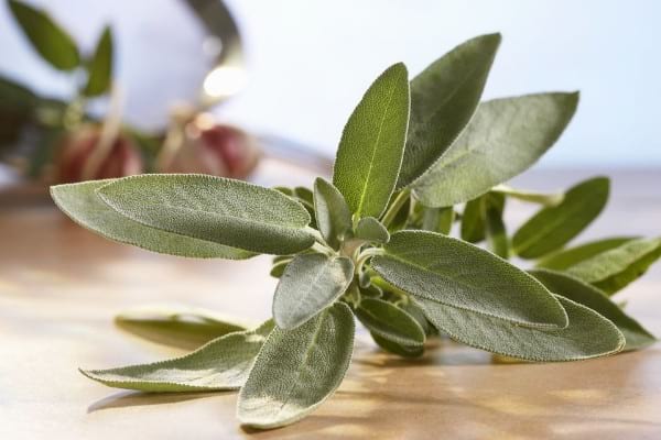 Sage - Herbs & Spices With Most Benefits