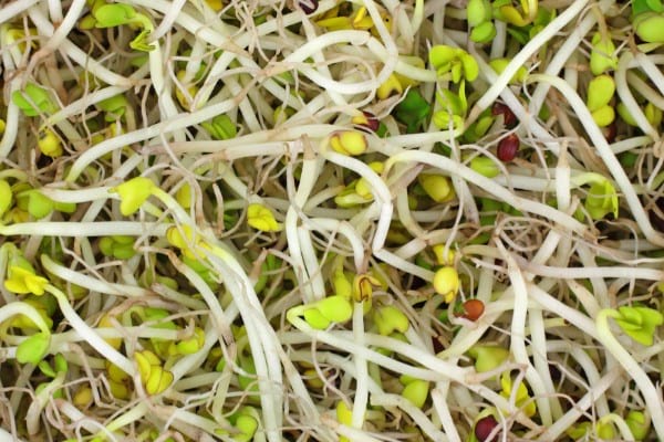 Broccoli sprouts & sulforaphane