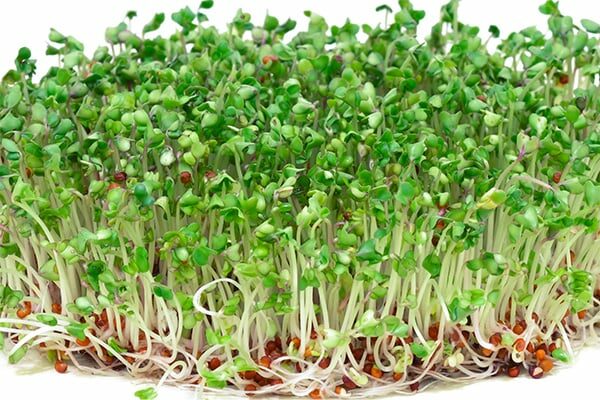 broccoli-sprouts-benefits-feature