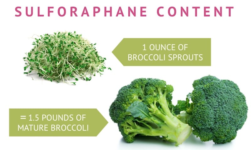 Sulforaphane broccoli sprouts content
