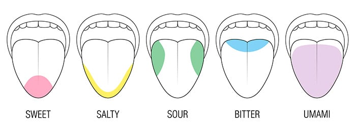 Taste receptors and five basic tastes: salty, bitter, sweet, sour and umami