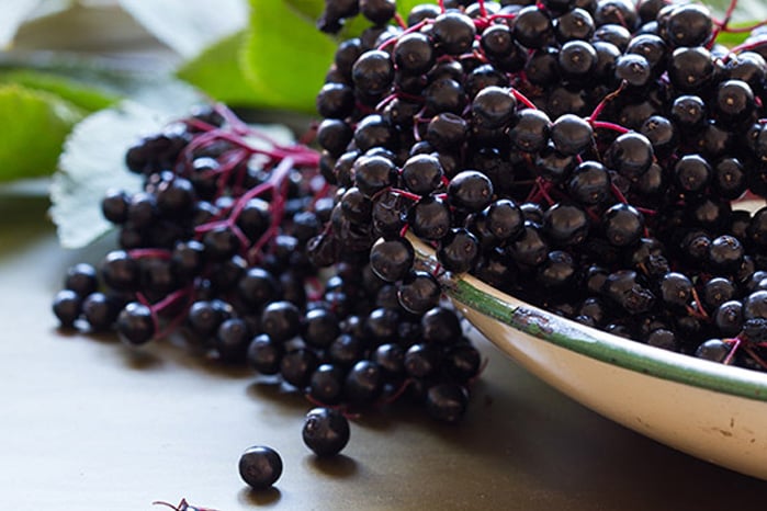 Elderberry benefits for immune function