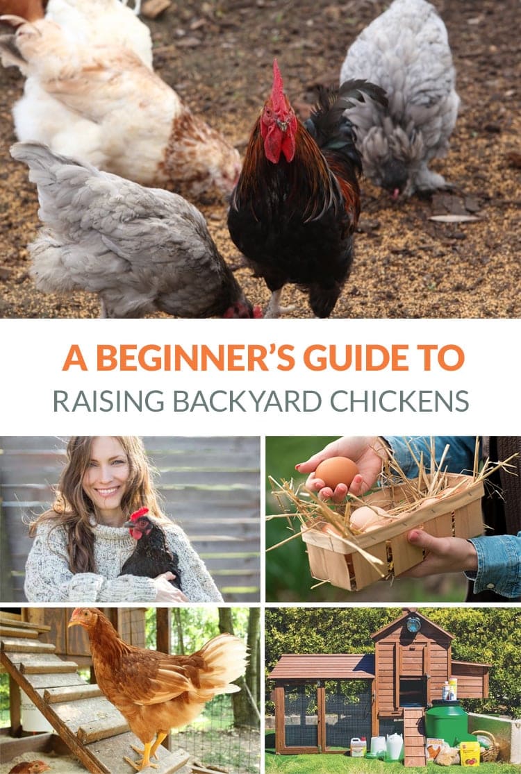 Raising Backard Chicken For Eggs & Other Benefits