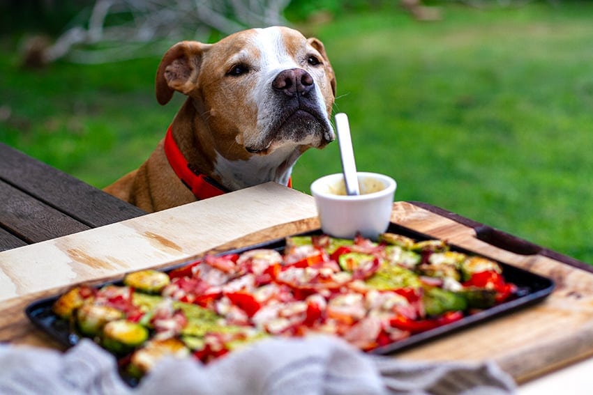 Dog looking at the sheet pan dinner and waiting for bacon