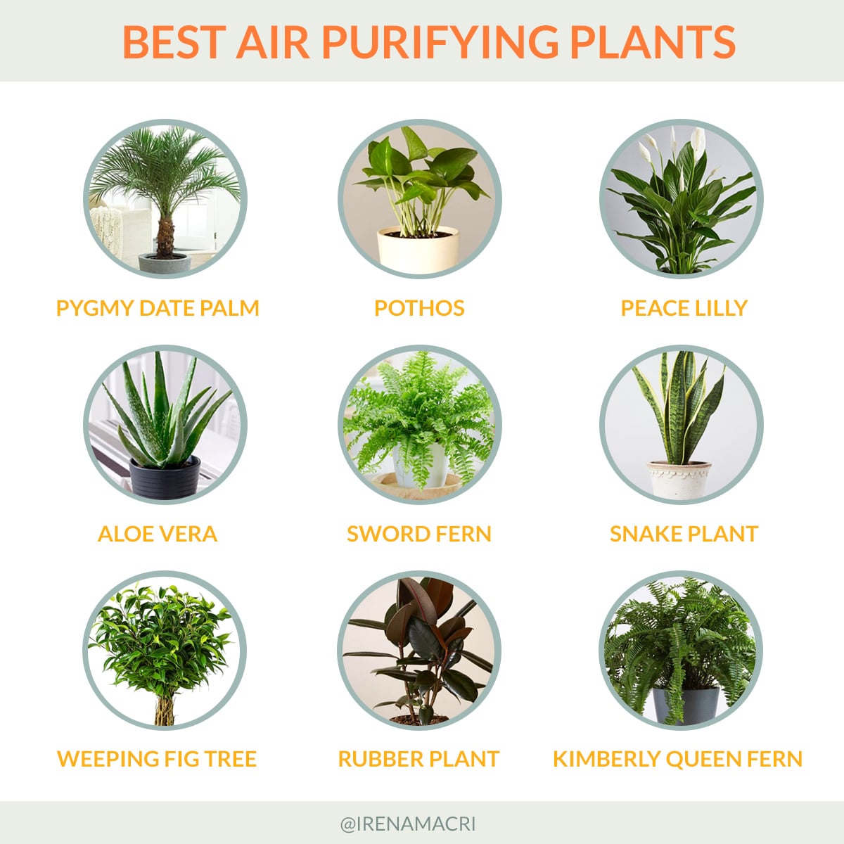 Best air purifying plant for your home office