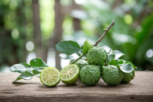kaffir-lime-leaves 