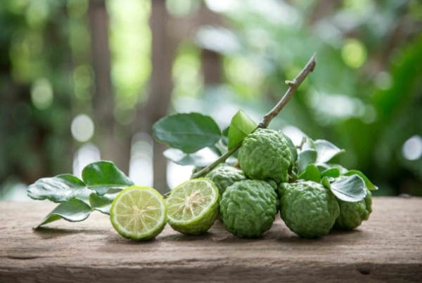 kaffir-lime-leaves