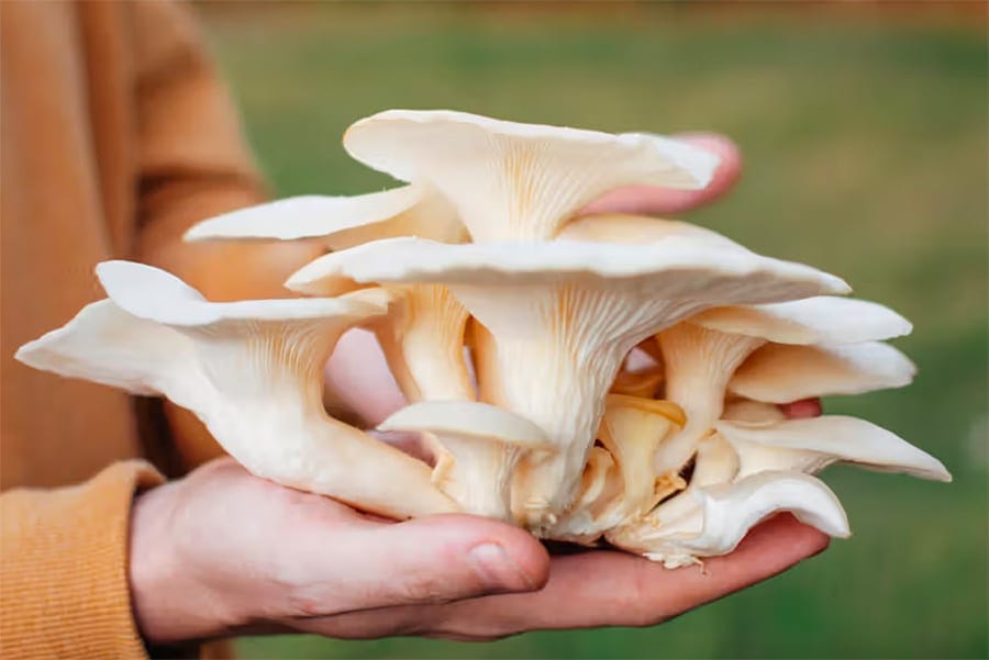 Oyster Mushrooms