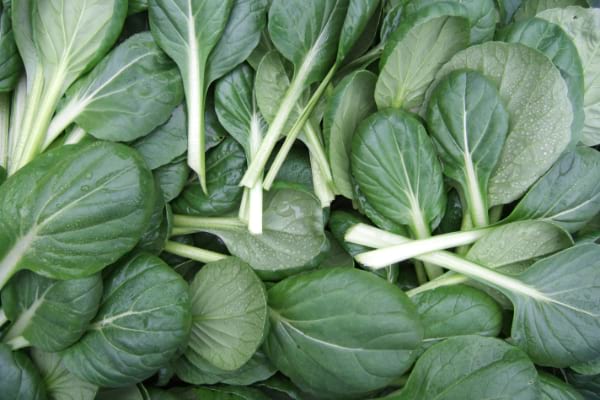 Tatsoi asian greens