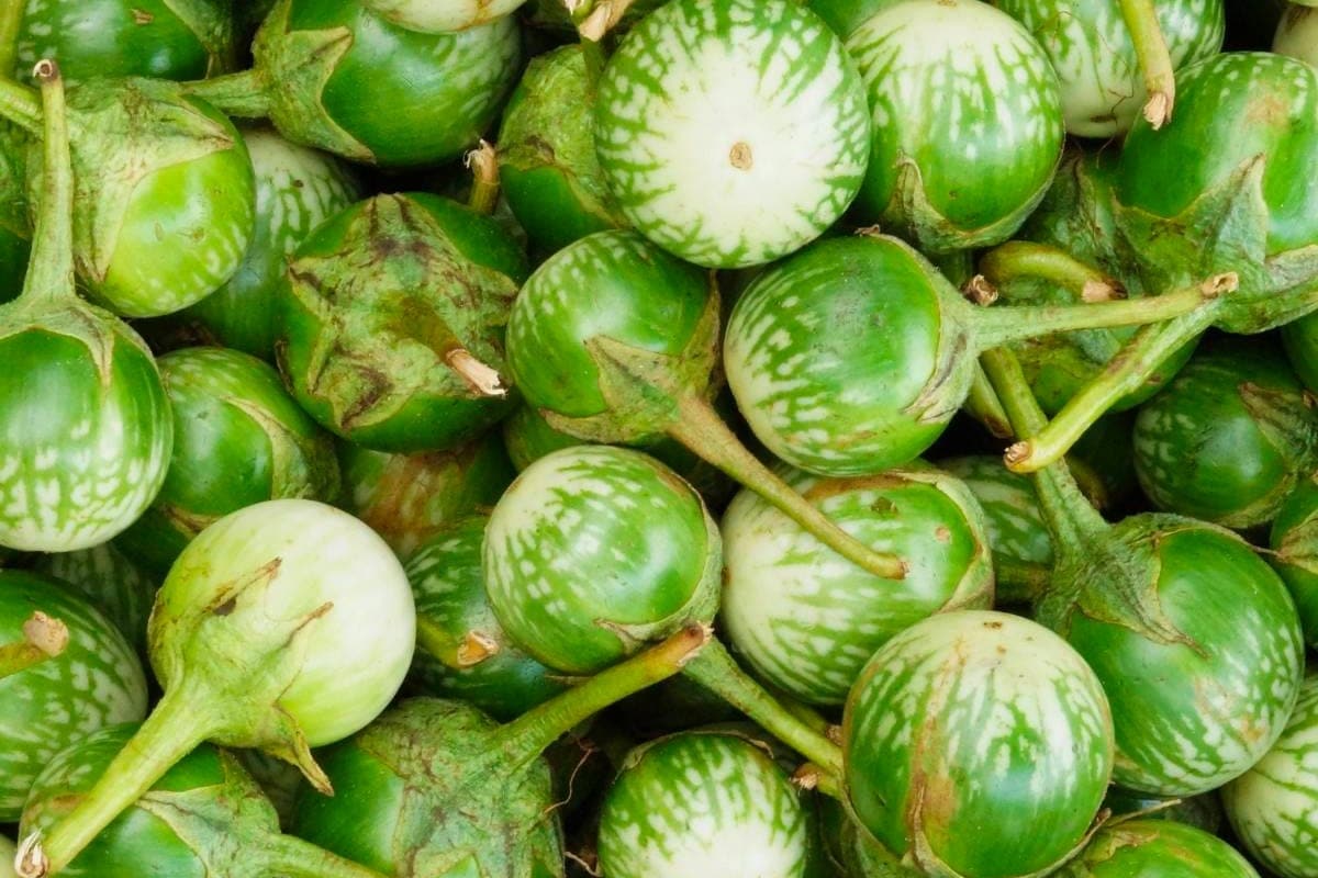 Thai Eggplant 