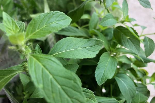 vietnamese-mint