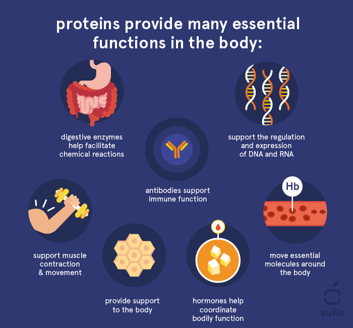 Protein benefits and functions
