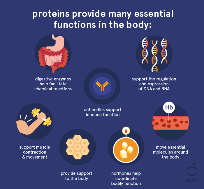 What Is Protein & Why We Need It