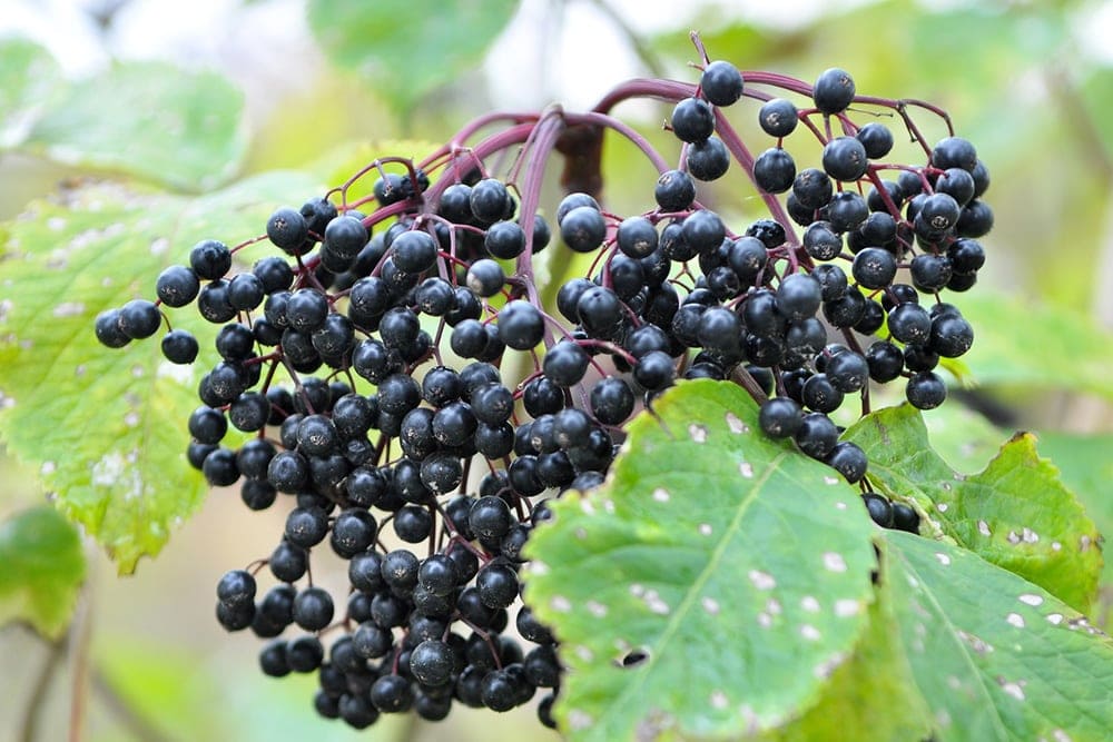 Elderberries on a tree branch
